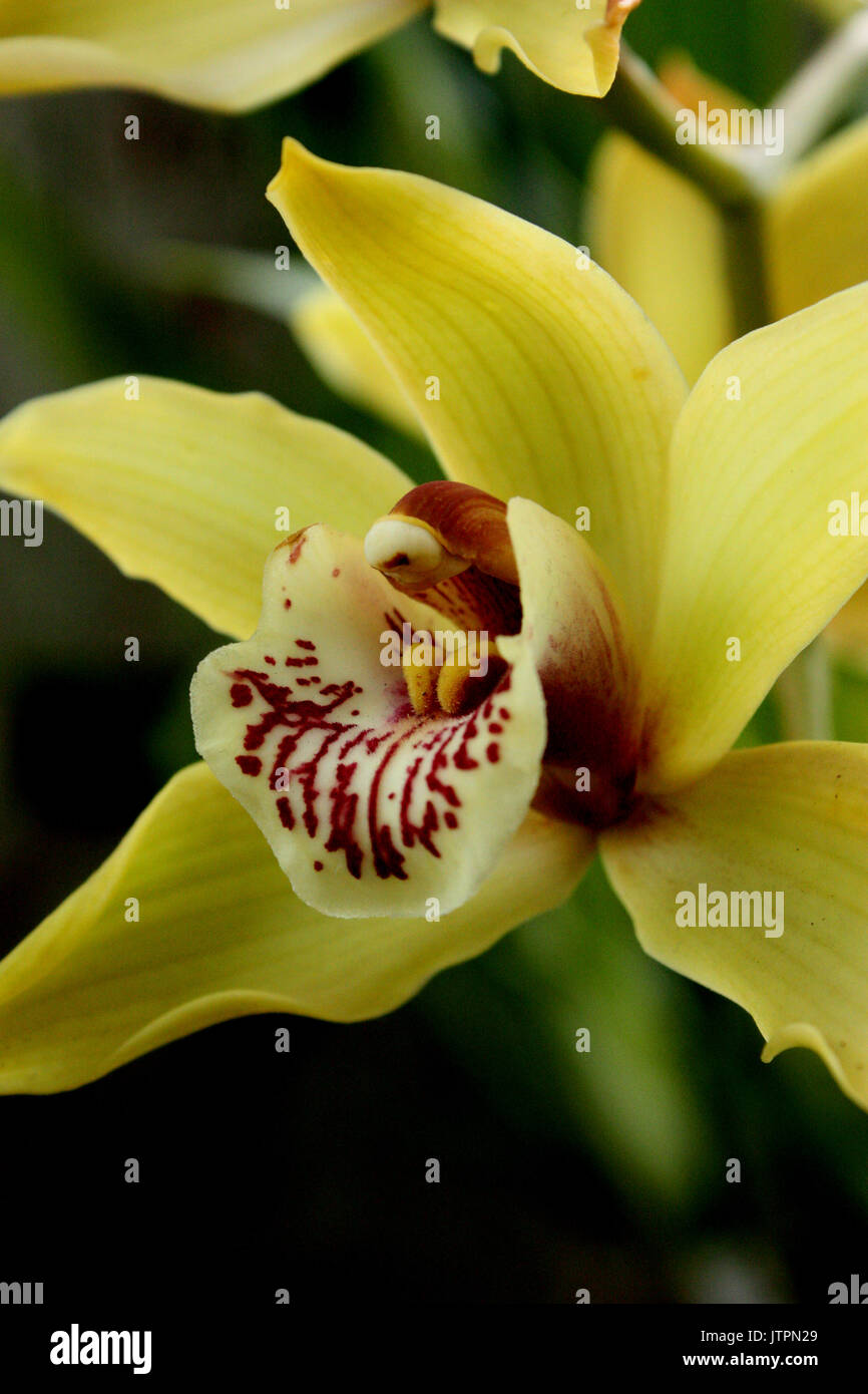 Fiori presso il giardino botanico reale di Edimburgo, Scozia Foto Stock