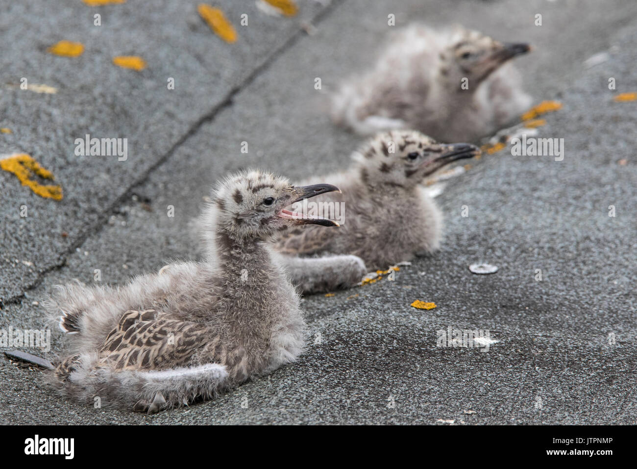 Tre giovani aringhe gabbiano (Larus argentatus) pulcini Elemosinare il cibo sulla falda di un tetto in città Hugh, St Mary, Isole Scilly Foto Stock