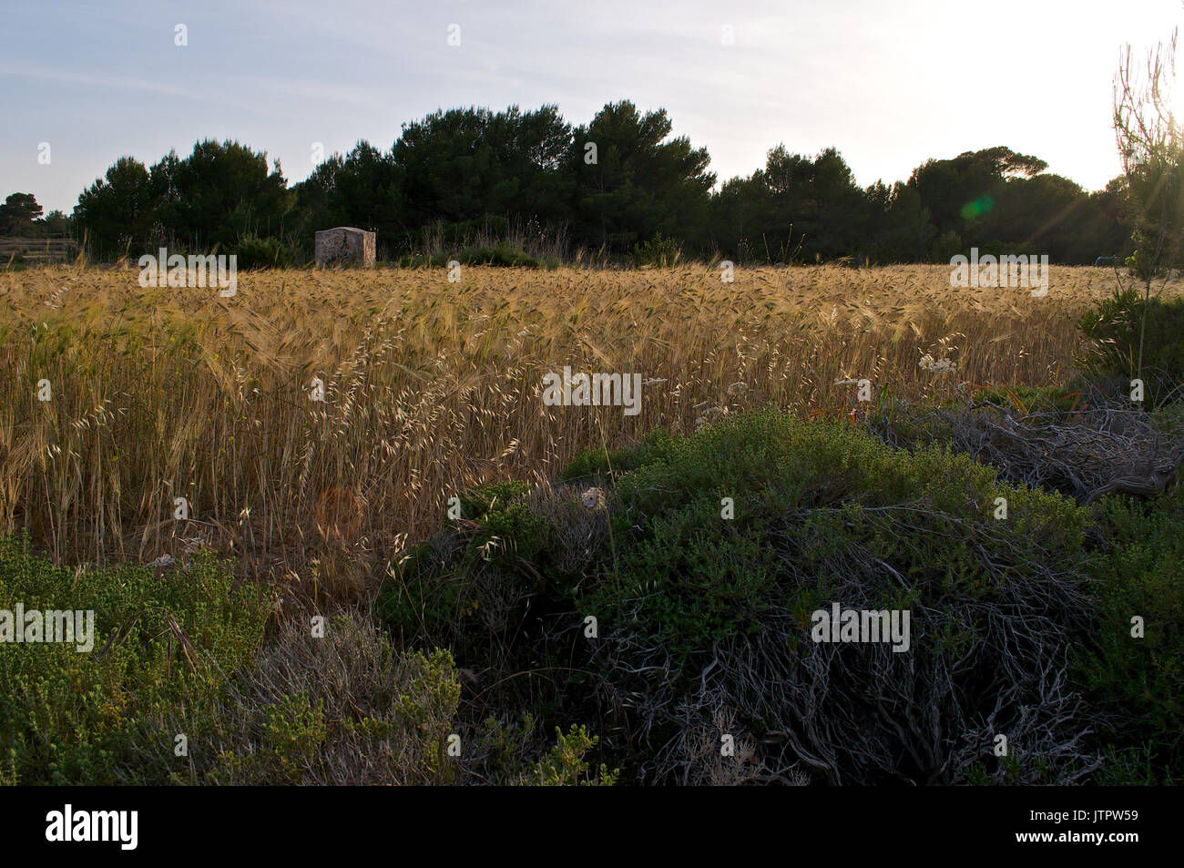 Campi di grano con un tradizionale pozzo di acqua a La Mola, Formentera (Isole Baleari, Spagna) Foto Stock