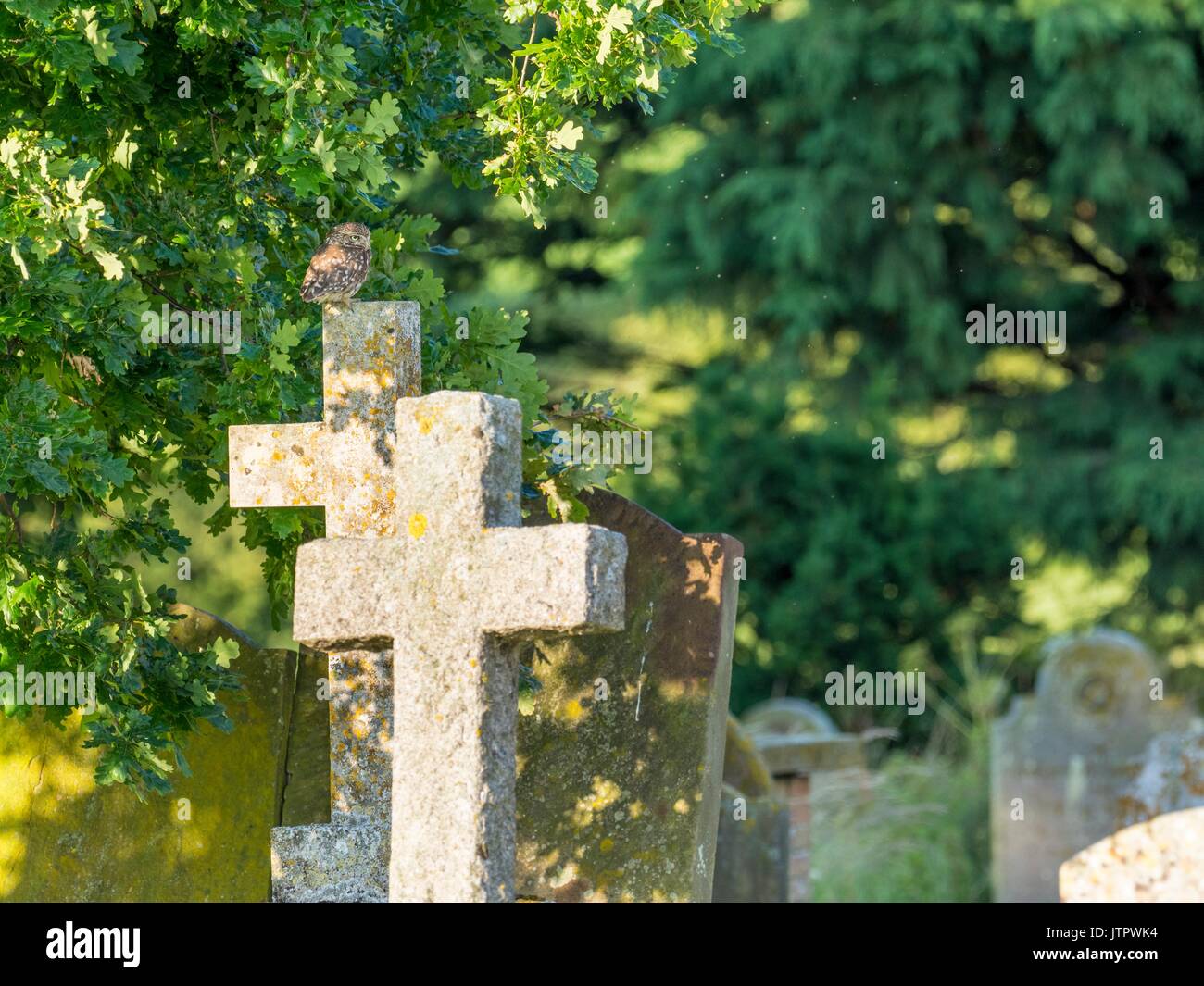 Piccolo gufo, Athene noctua, singolo uccello appollaiato sulla pietra tombale. Foto Stock