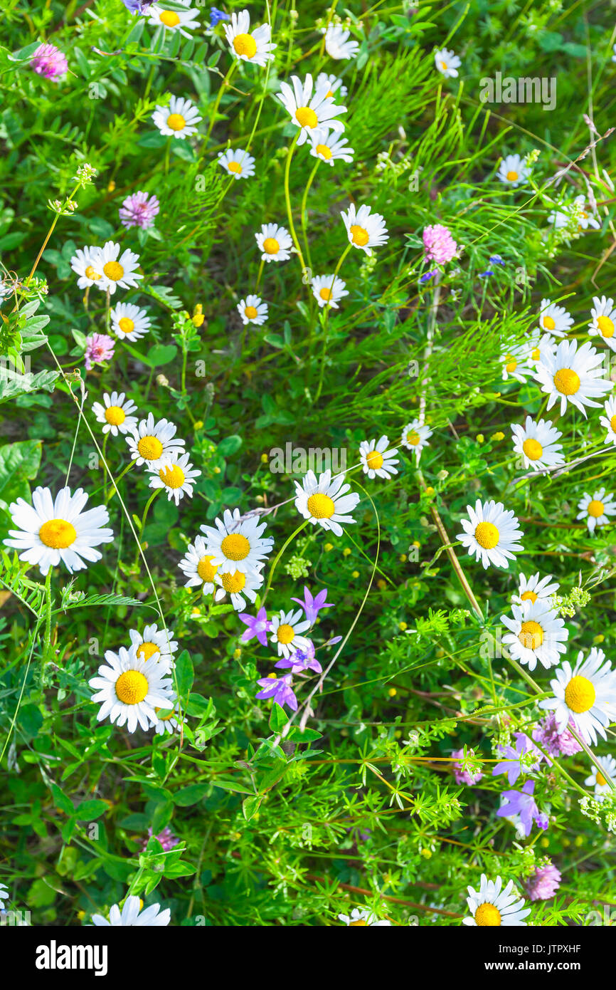 Estate fiori crescono sul prato verde, verticale naturale dello sfondo della foto con morbida messa a fuoco selettiva Foto Stock