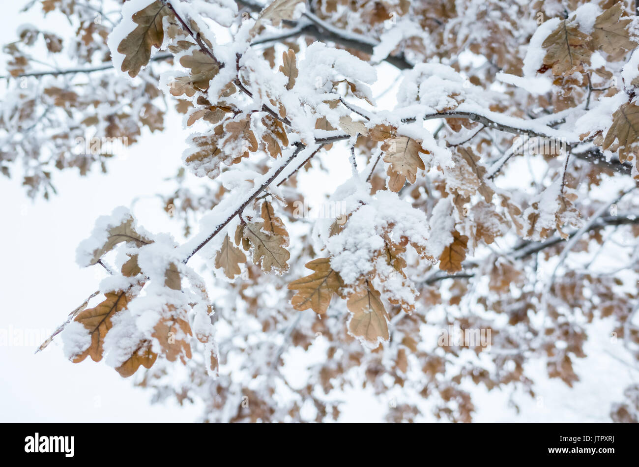 Albero di quercia rami ricoperti di mostrare, naturale invernale foto di sfondo Foto Stock