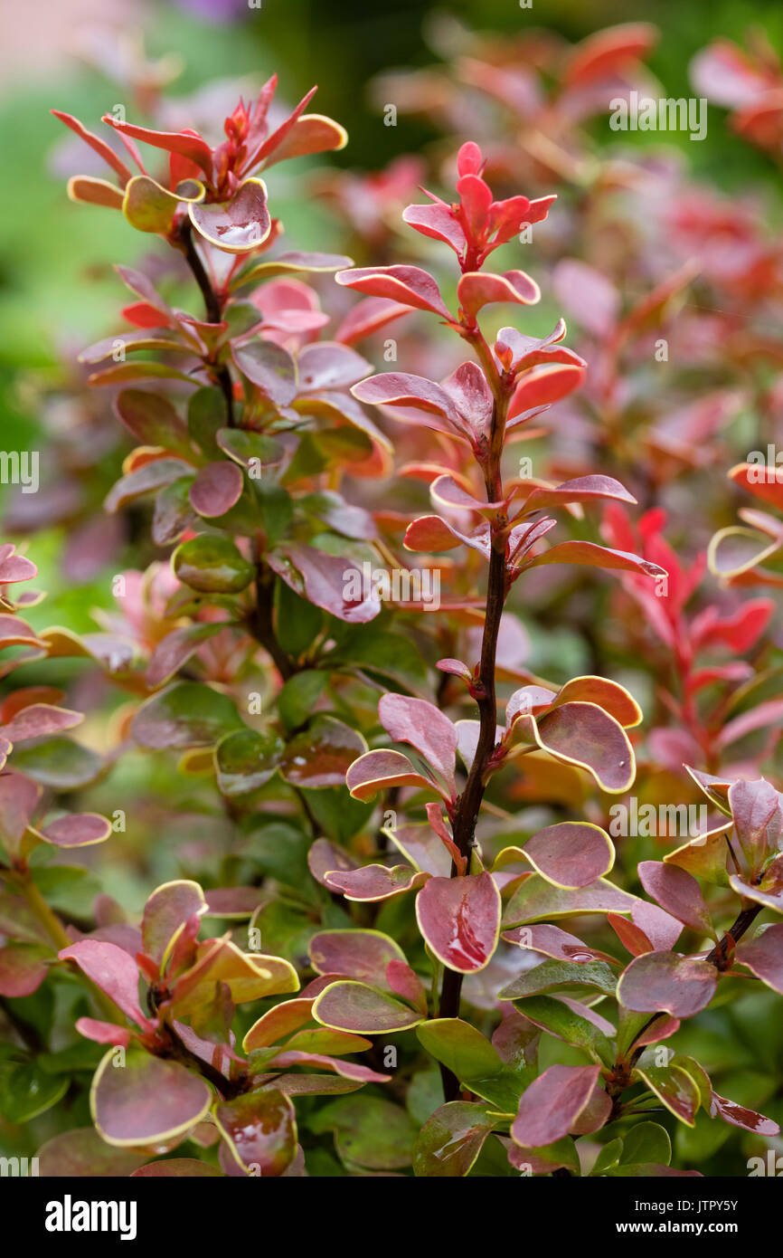 Oro bronzo bordati di fogliame di il nano arbusto sempreverde, Berberis thunbergii 'ammirazione' Foto Stock