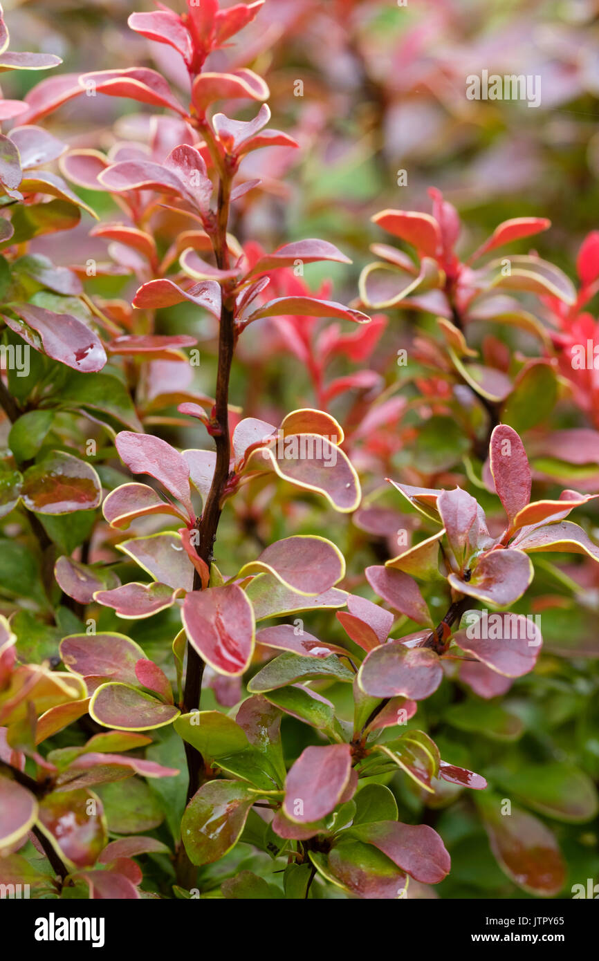 Oro bronzo bordati di fogliame di il nano arbusto sempreverde, Berberis thunbergii 'ammirazione' Foto Stock