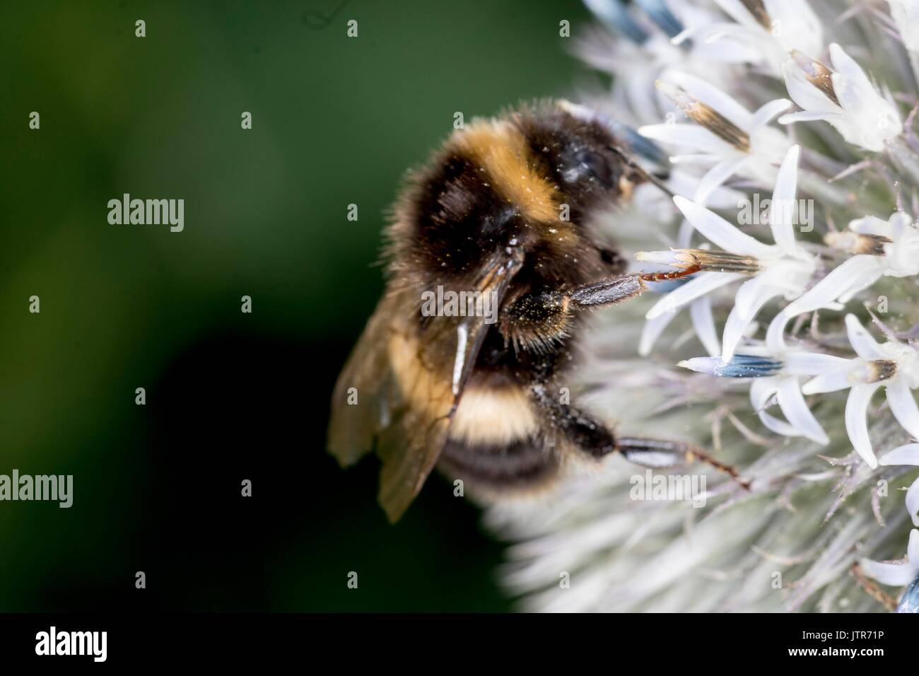 Le api nel selvaggio Foto Stock