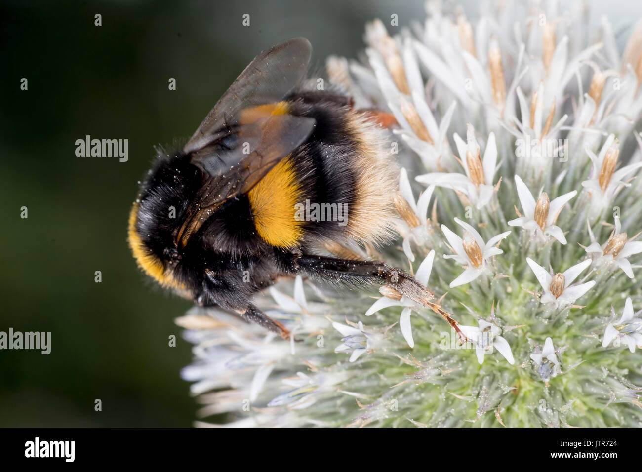 Le api nel selvaggio Foto Stock