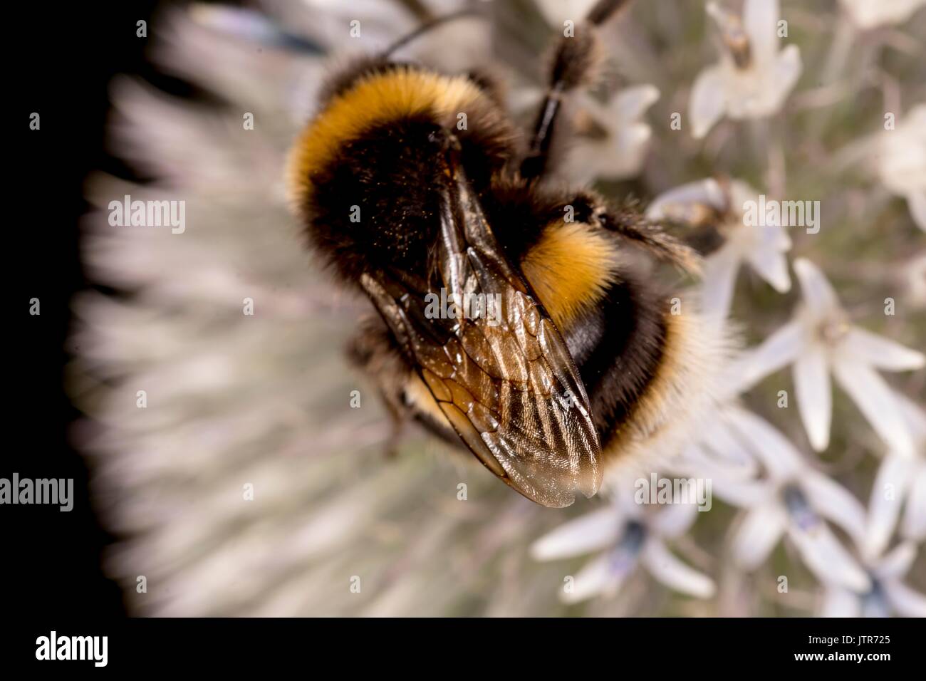 Le api nel selvaggio Foto Stock