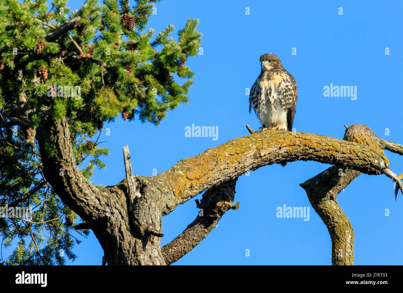 Spunky i capretti recentemente fledged Red Tailed hawk da Robert's Bay Eagle Nest arroccato su Douglas Fir Tree-Sidney, British Columbia, Canada. Foto Stock