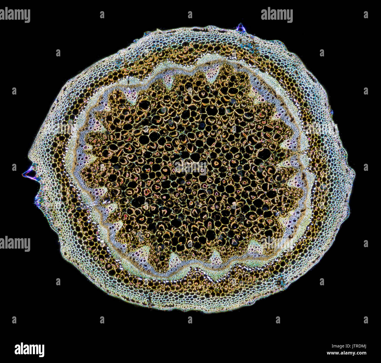 Foeniculum vulgare, stelo TS, campo oscuro fotomicrografia Foto Stock