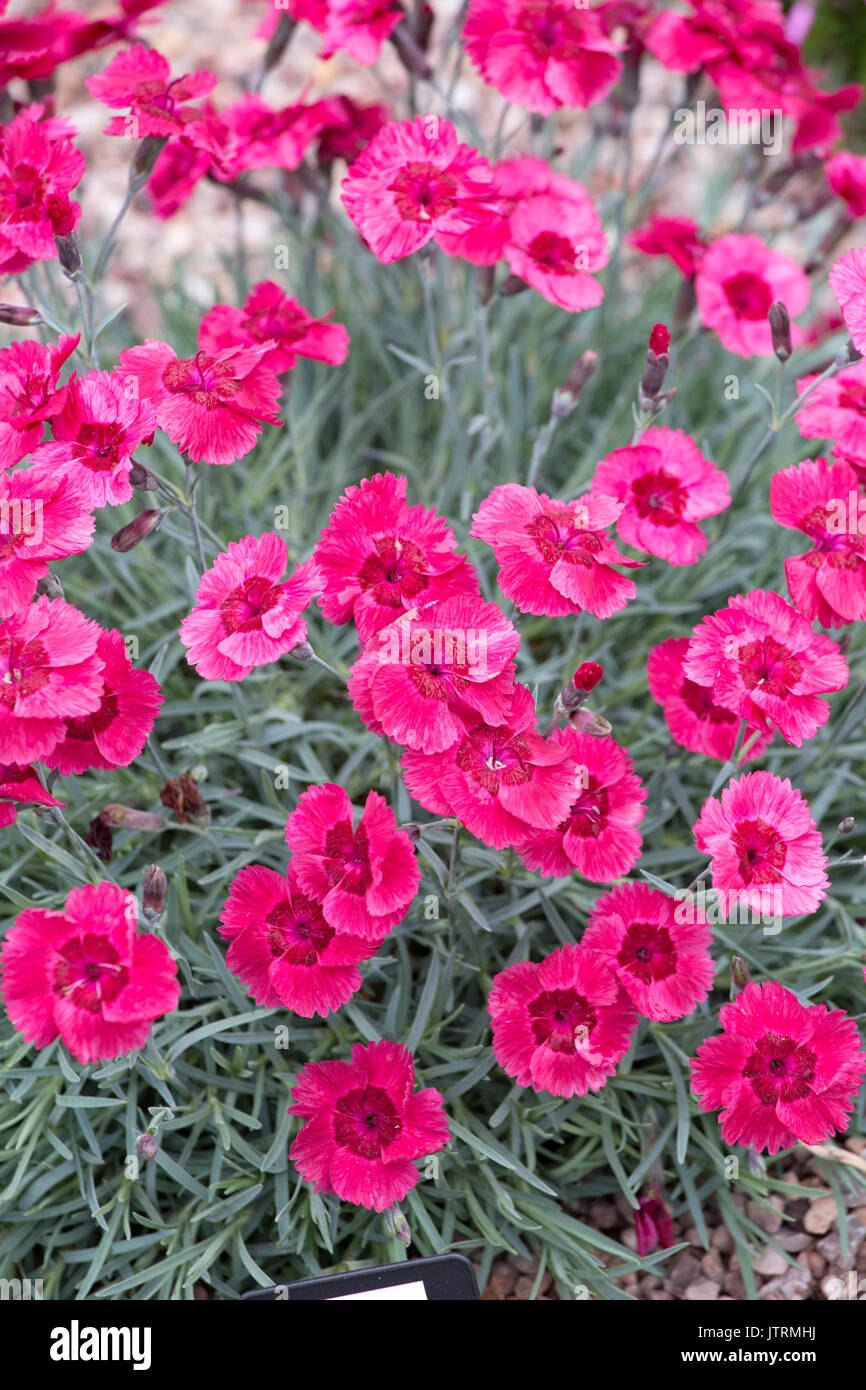 Dianthus 'Red Dwarf" Foto Stock