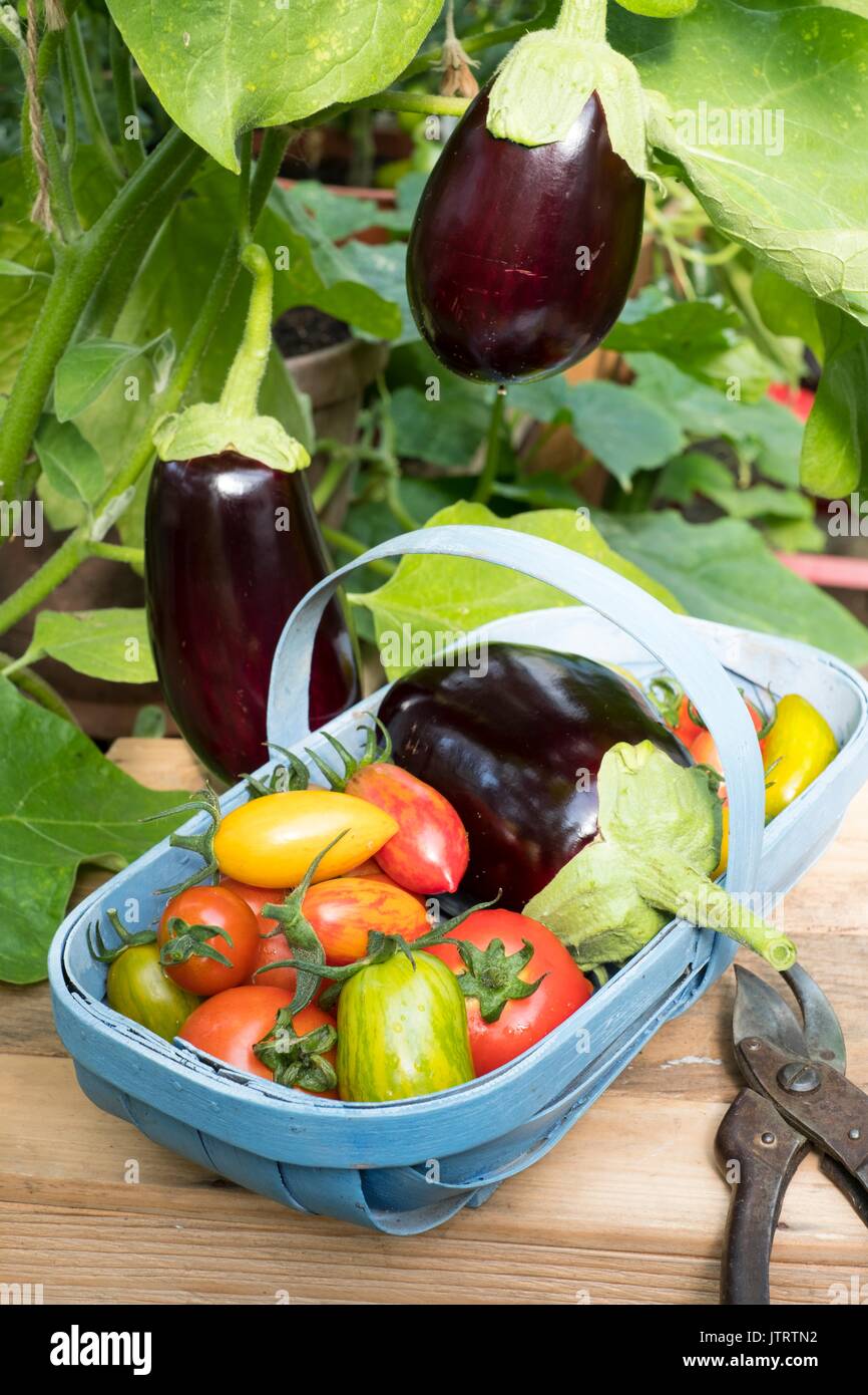 Di melanzana (Solanum melongena); aubergine; ibrido F1; in trug con pomodori Foto Stock