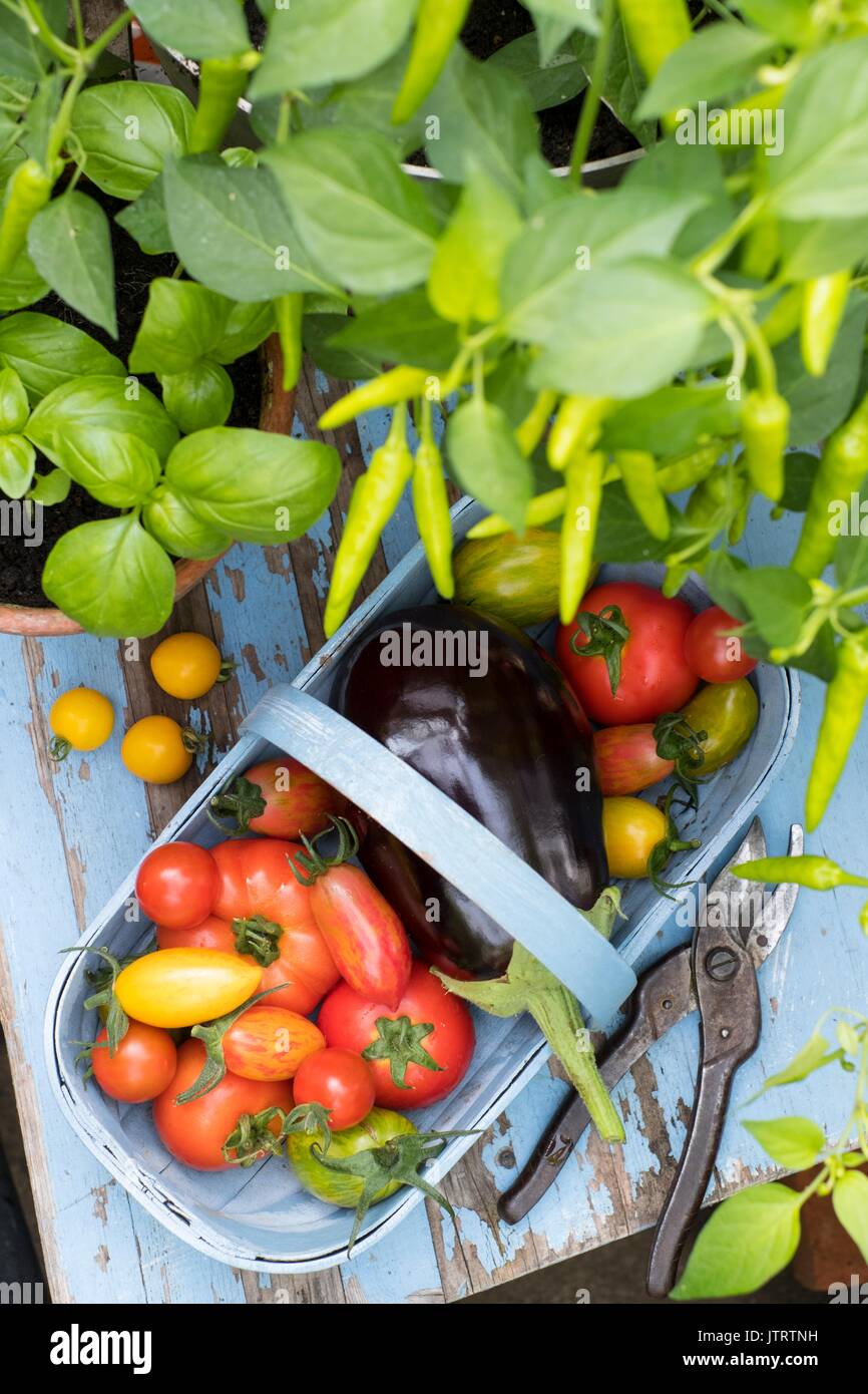 Di melanzana (Solanum melongena); aubergine; ibrido F1; in trug con pomodori Foto Stock
