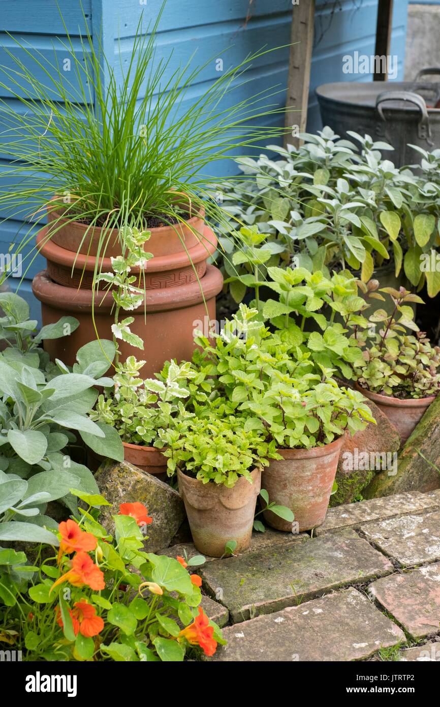 Angolo giardino con vasi di terracotta di erbe aromatiche. Foto Stock