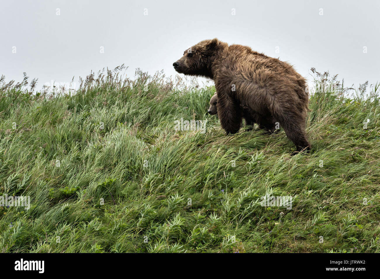 Un orso bruno sow e la molla cubs a piedi in erba al McNeil River State Game Santuario sulla Penisola di Kenai, Alaska. Il sito remoto è accessibile solo con un permesso speciale ed è il più grande del mondo di popolazione stagionale di orsi bruni nel loro ambiente naturale. Foto Stock