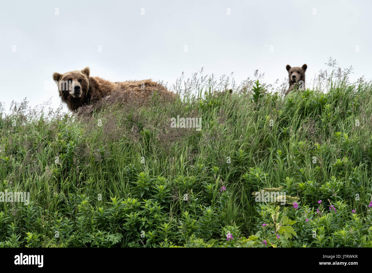 Un orso bruno sow e la molla cubs a piedi in erba al McNeil River State Game Santuario sulla Penisola di Kenai, Alaska. Il sito remoto è accessibile solo con un permesso speciale ed è il più grande del mondo di popolazione stagionale di orsi bruni nel loro ambiente naturale. Foto Stock