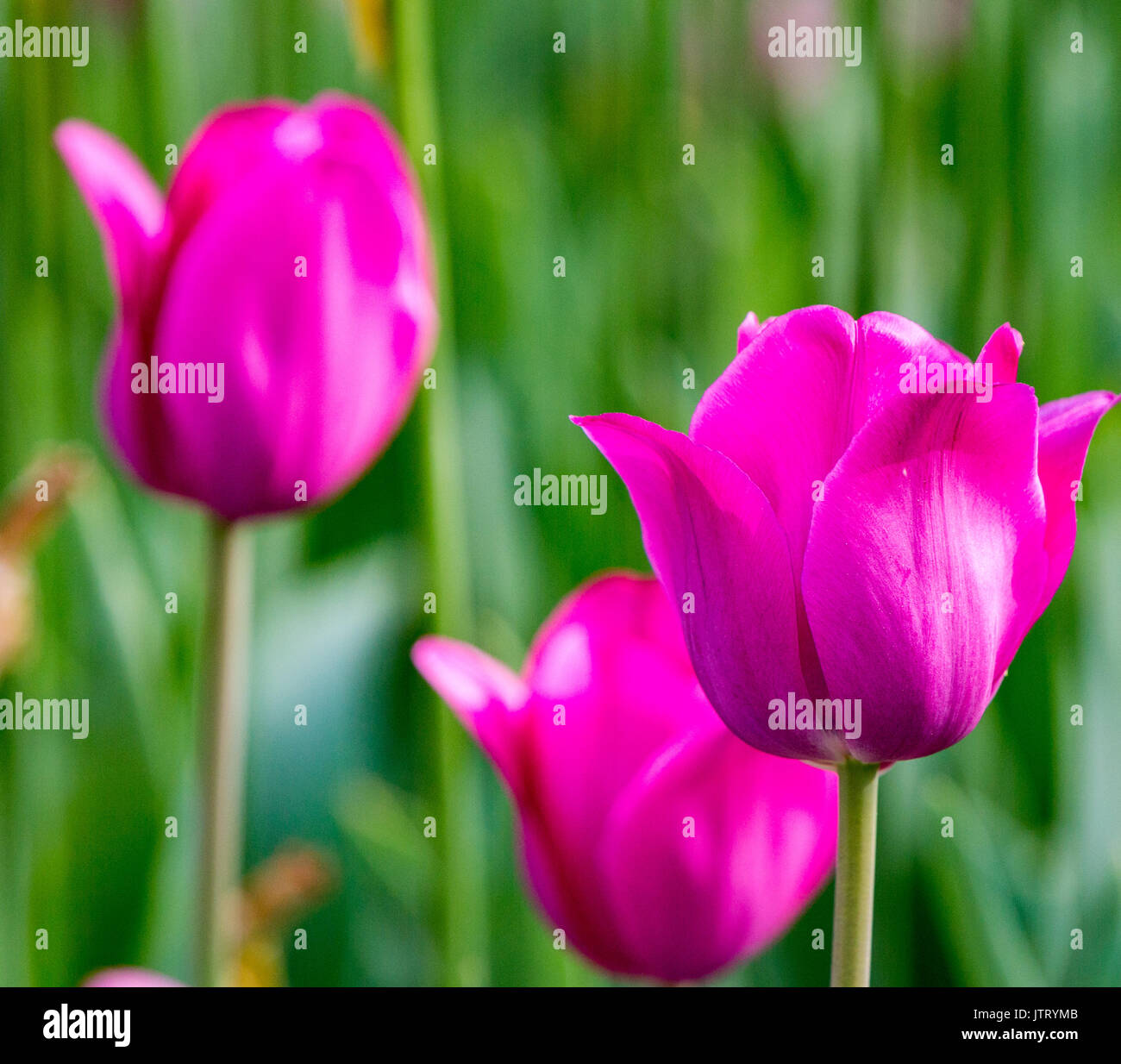 Tre tulipani viola in un campo Foto Stock