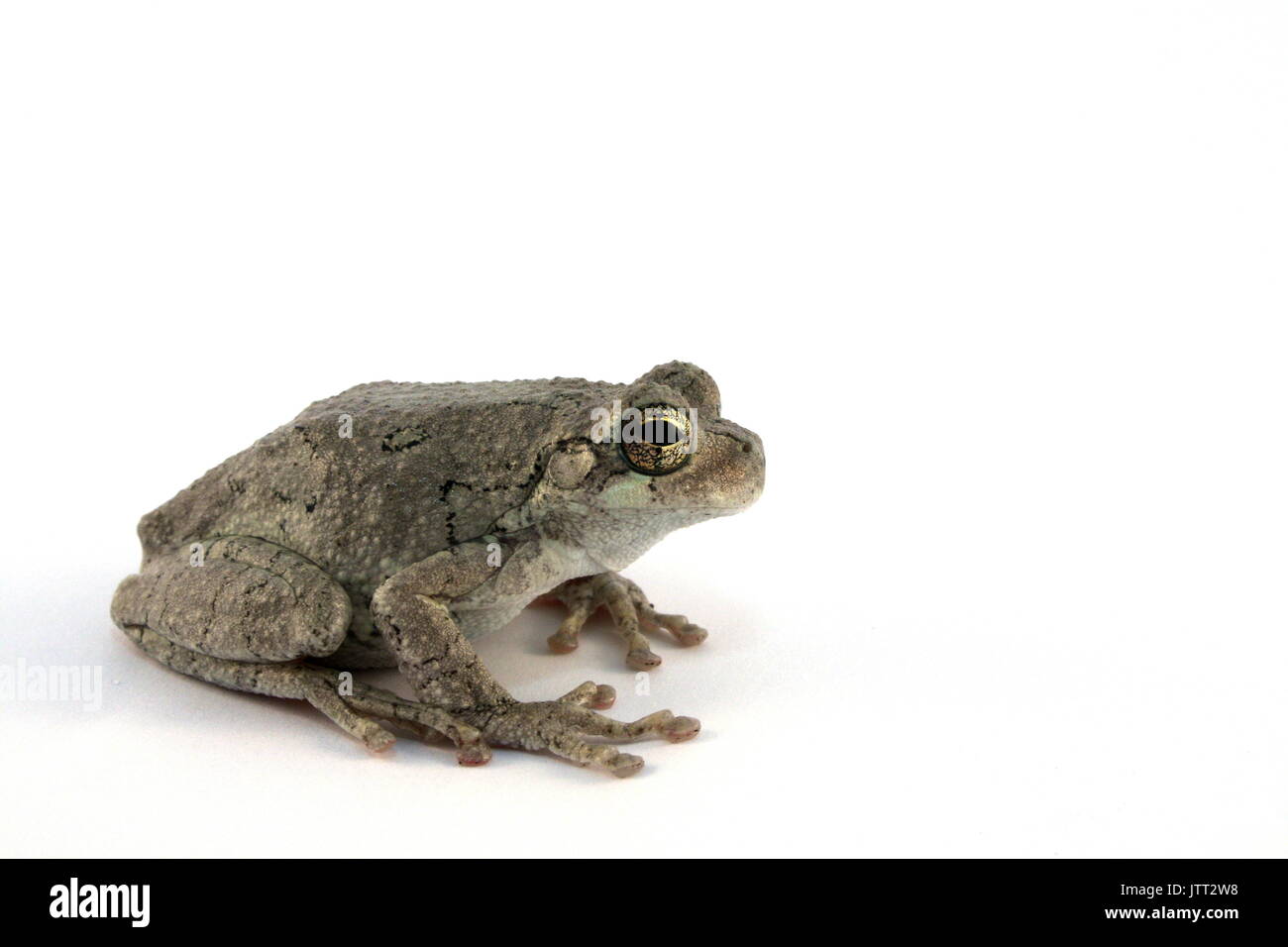 Grigio orientale raganella, Hyla versicolor, Treefrog grigio su sfondo bianco, prigionieri come Copes Treefrog grigio, Hyla chrysoscelis origine USA Foto Stock