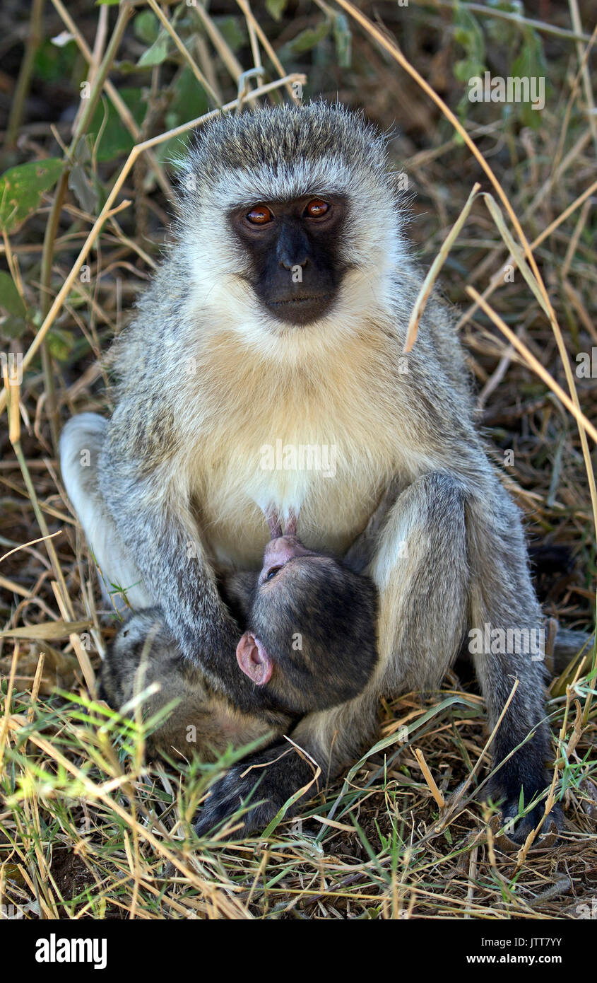 Vervet madre che nutre il suo bambino in Africa orientale Foto Stock