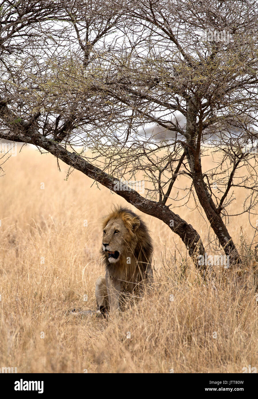 Leone maschio sotto un albero preso in safari africano Foto Stock