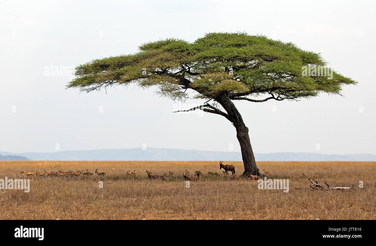 Paesaggio della riserva del Serengeti con struttura ad albero singolo e gruppo di gazzella Foto Stock