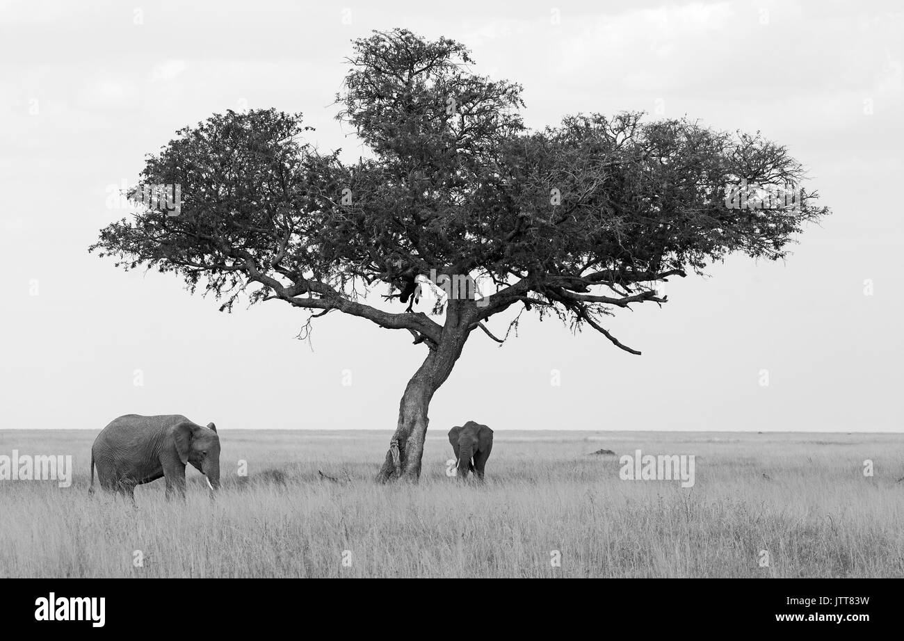 L'elefante nella savana, in bianco e nero Foto Stock