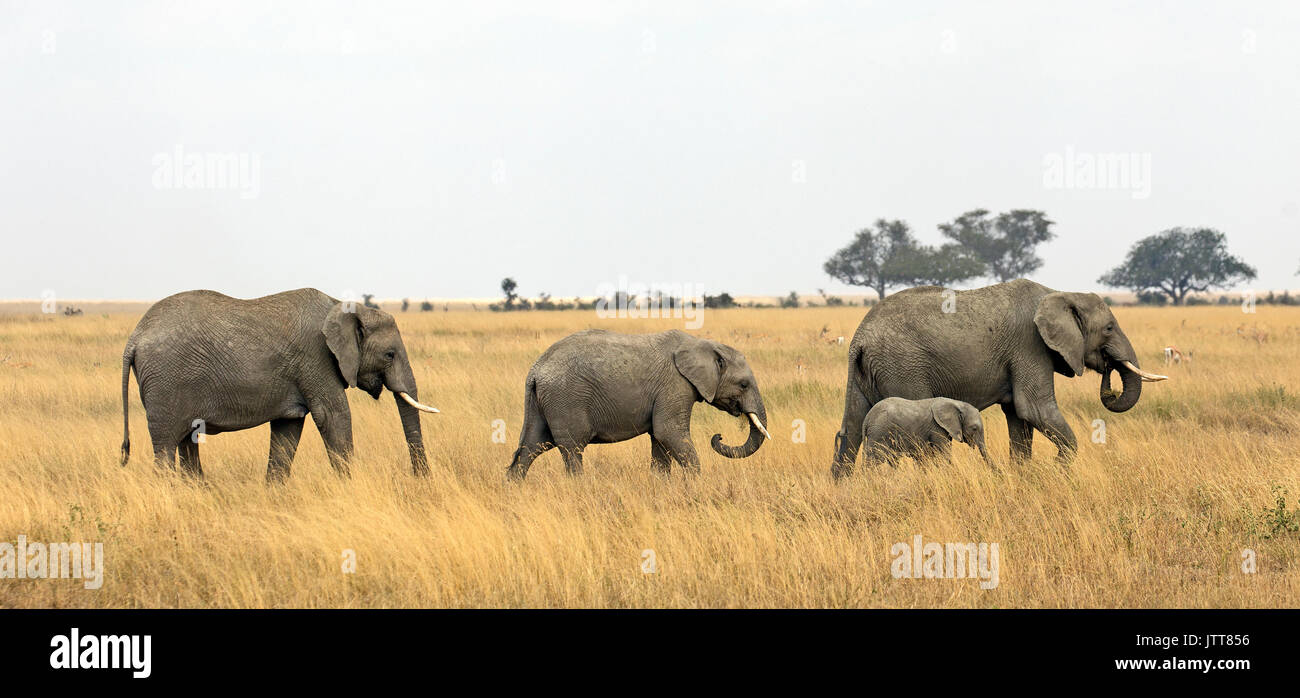 Gruppo di elefanti nel parco nazionale del Serengeti, Africa orientale Foto Stock