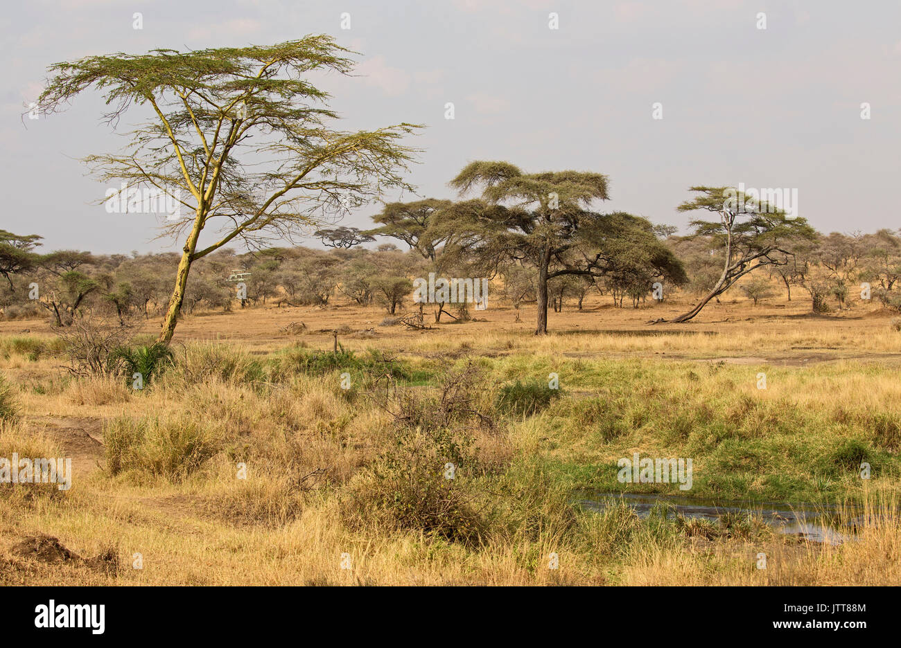 Savana paesaggio preso in Africa orientale Foto Stock