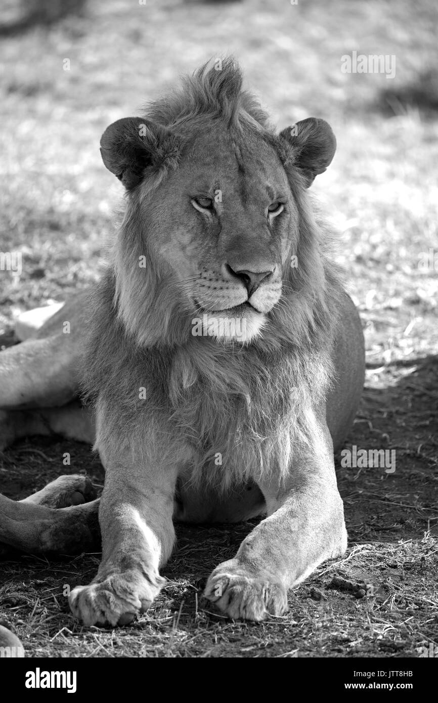 Re Leone nel parco nazionale del Serengeti, Africa orientale Foto Stock