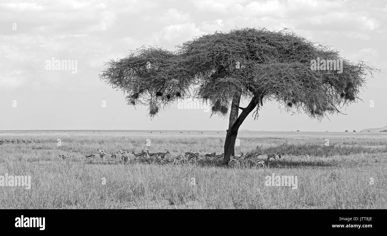 Acacia nel mezzo della pianura con la mandria di gazzelle sotto di esso per l'ombra Foto Stock