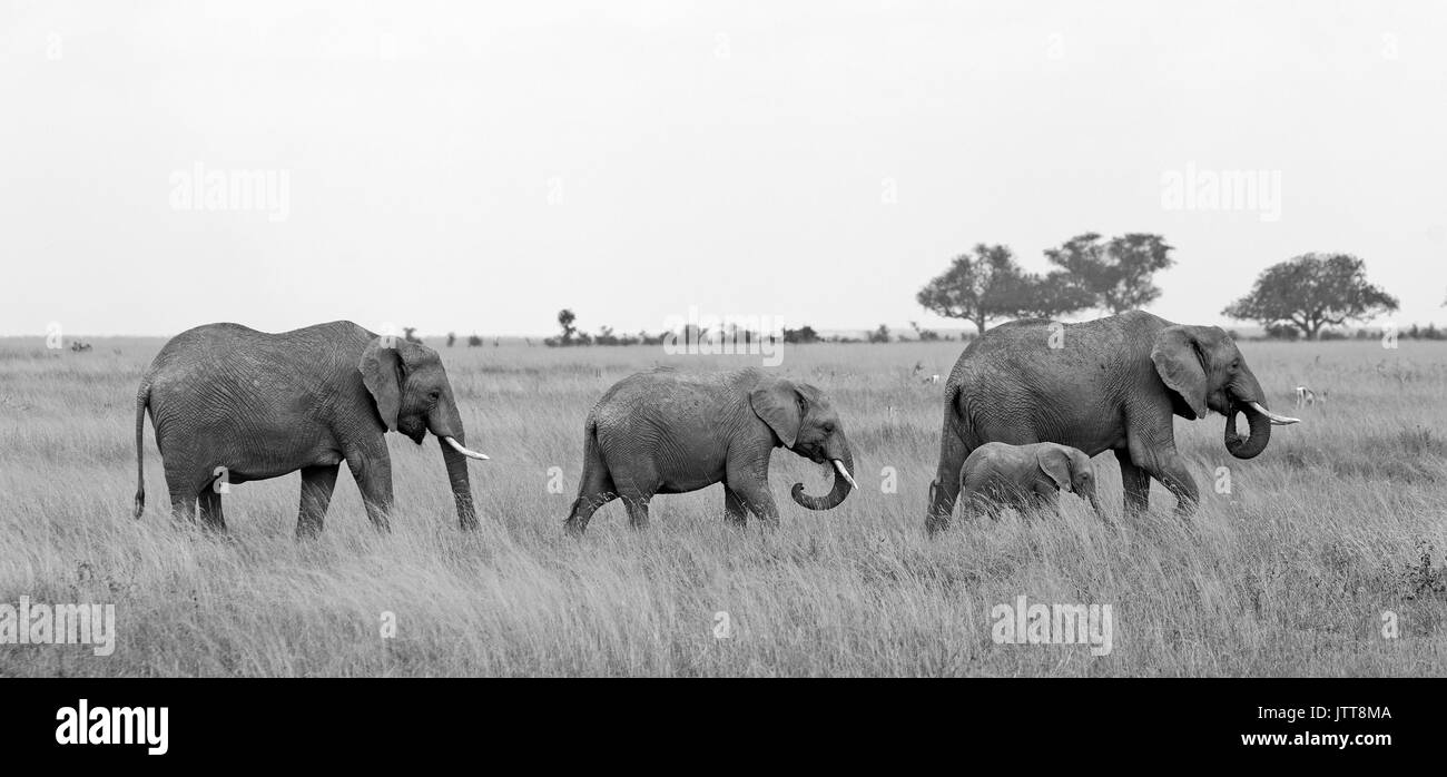 L'elefante nella savana, in bianco e nero Foto Stock