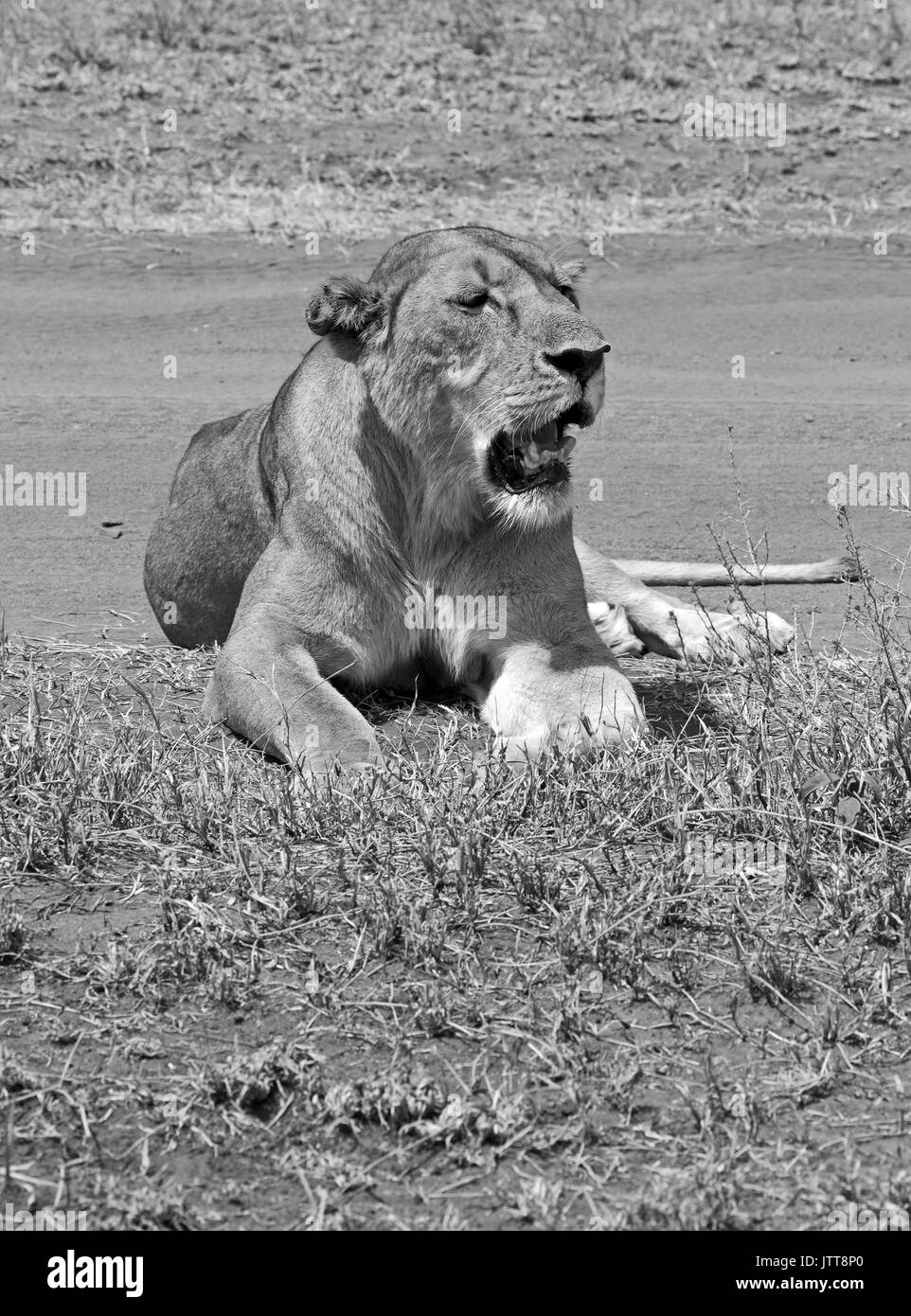 Leonessa nel parco nazionale del Serengeti Foto Stock