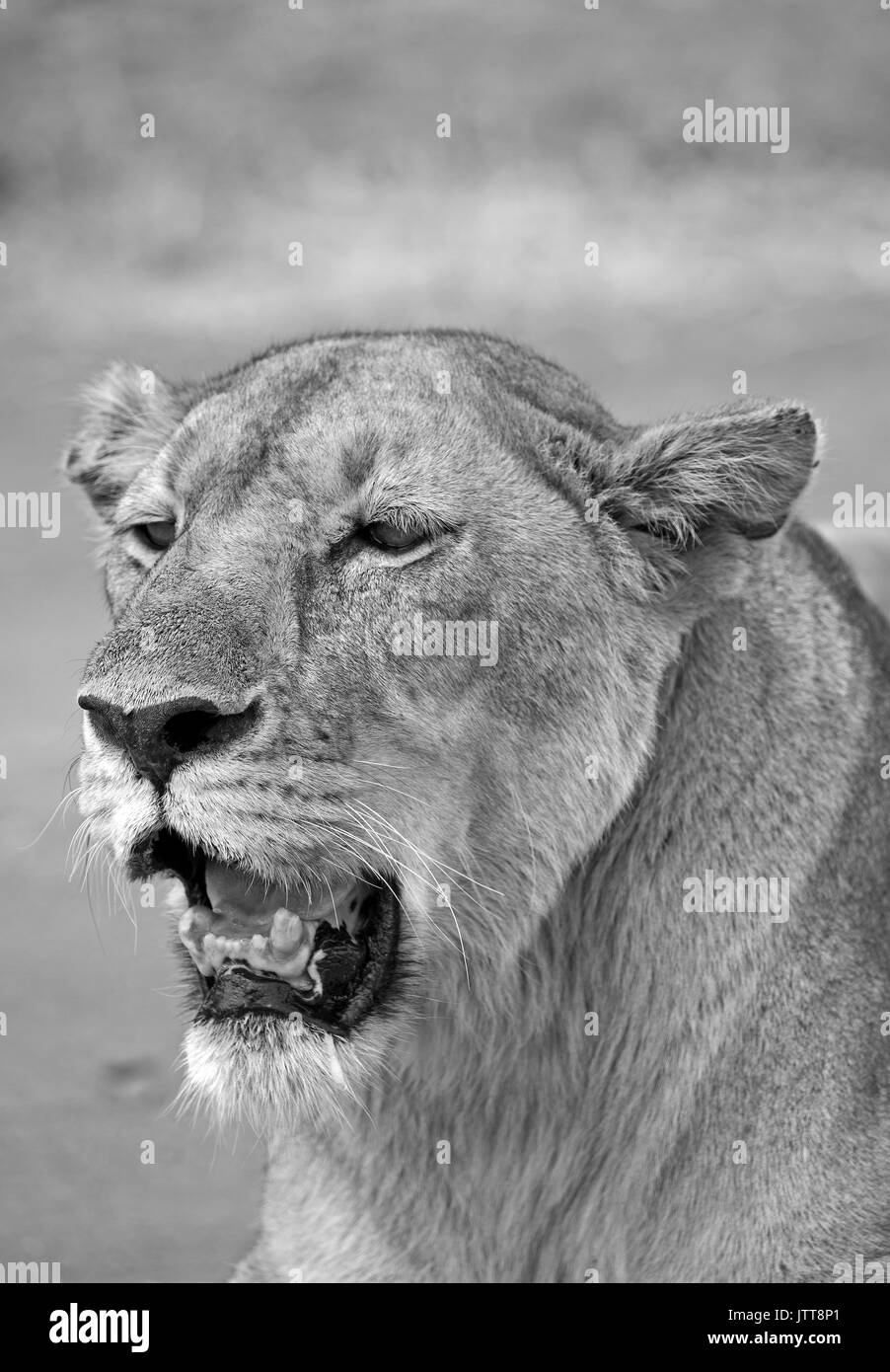 Leonessa nel parco nazionale del Serengeti Foto Stock