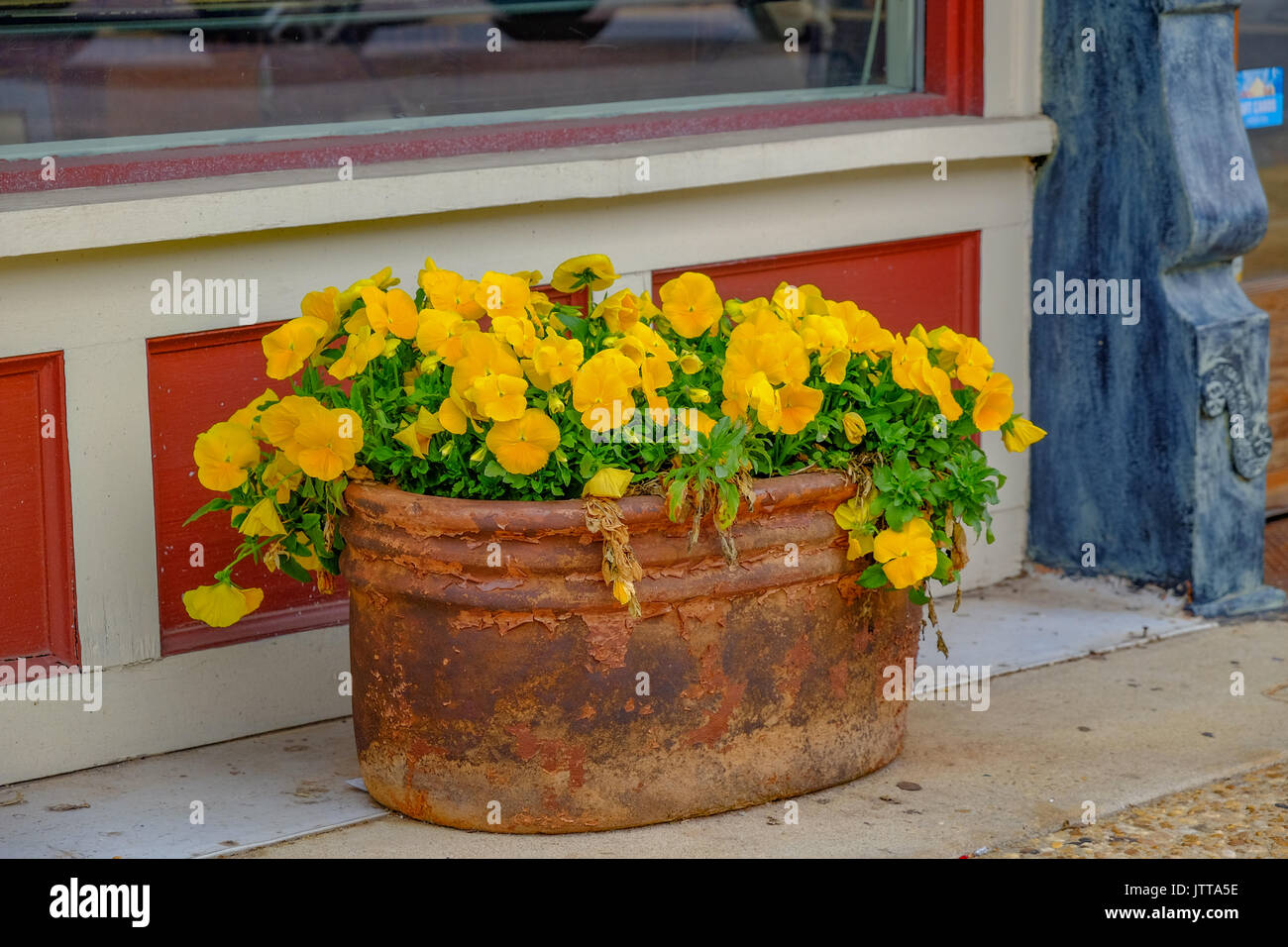 Rusty vecchia grande benna riempita con nano giallo pansy fiori, seduto di fronte a una piccola città store. Foto Stock