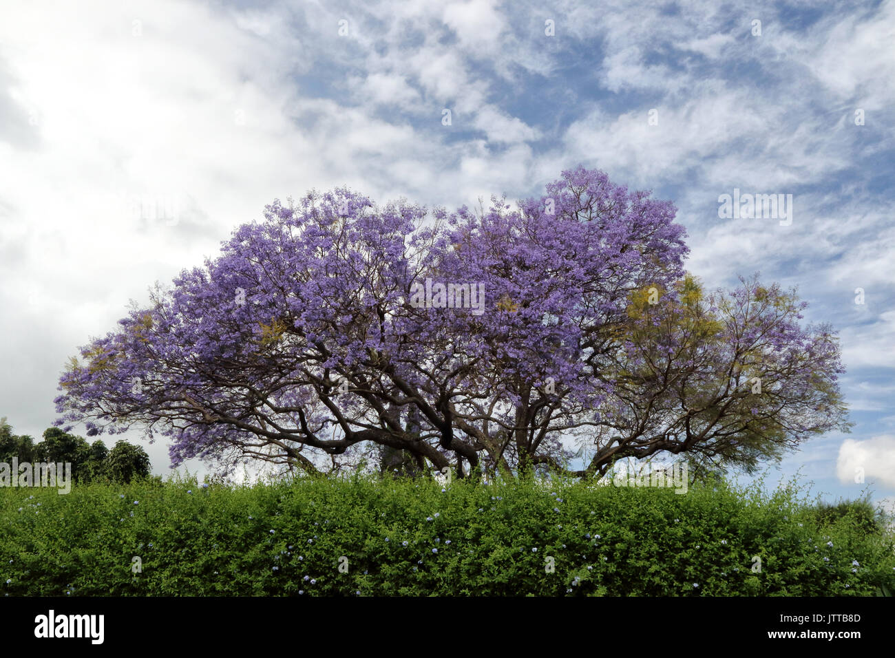 Albero di jacaranda fiorente in campagna Kula su Maui. Foto Stock