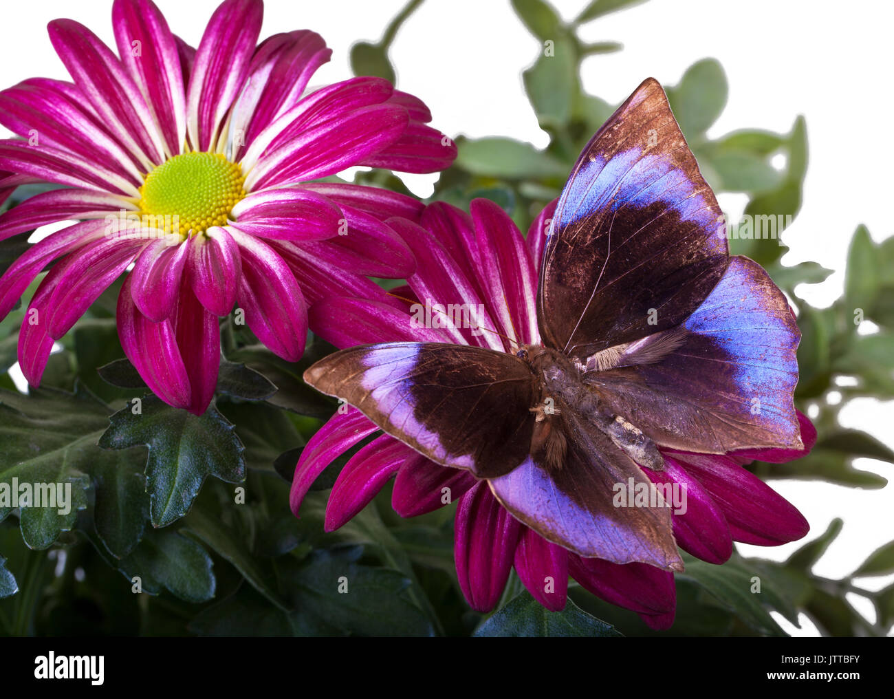 Il Saturn Butterfly (Zeuxidia amethystus amethystus) su rosso mamma Foto Stock