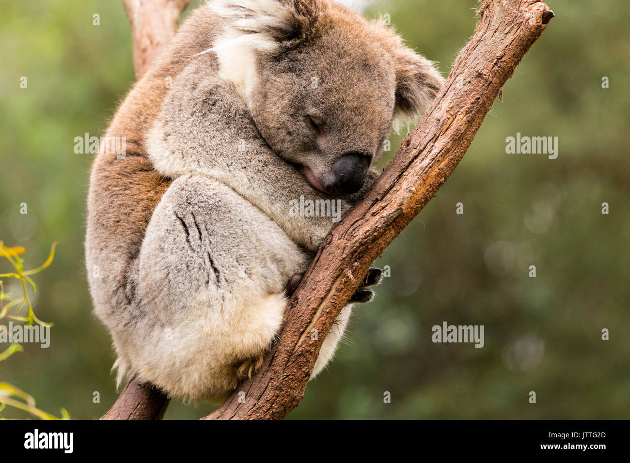 Sleeping koala nella struttura ad albero di gomma Foto Stock