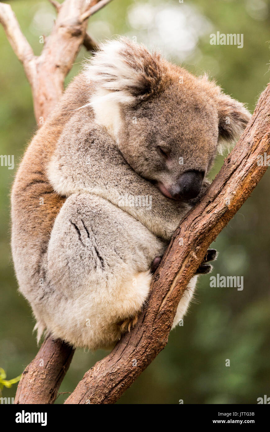 Sleeping koala nella struttura ad albero di gomma Foto Stock