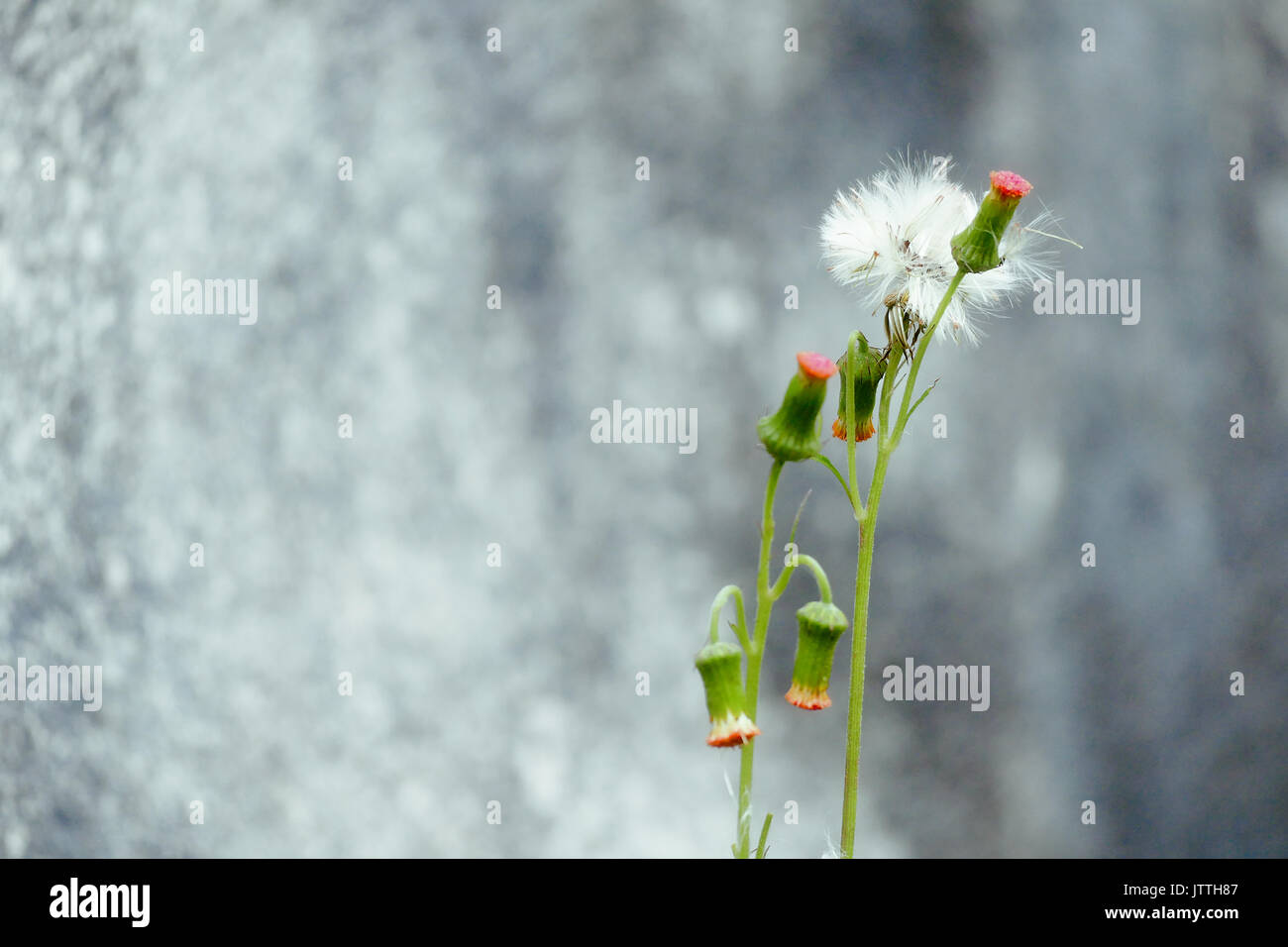 Un fiore bianco, rosso gemme e pianta piccola contro una trama parete sfocata Foto Stock