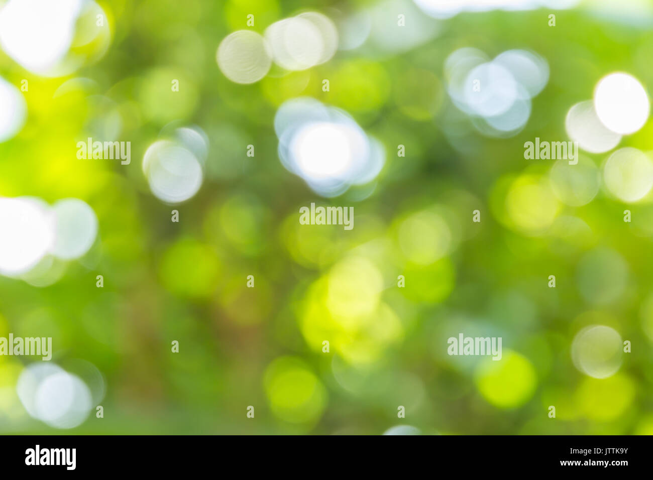 Abstract bokeh e sfocata natura verde modello di fondo è utilizzato per immettere il testo. Foto Stock