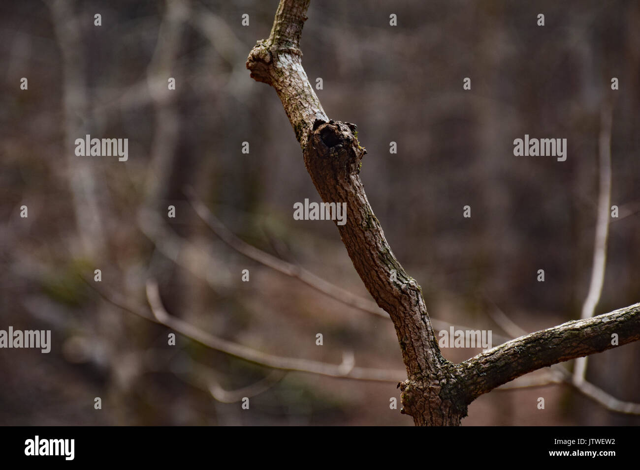 Oak Tree Branch Foto Stock