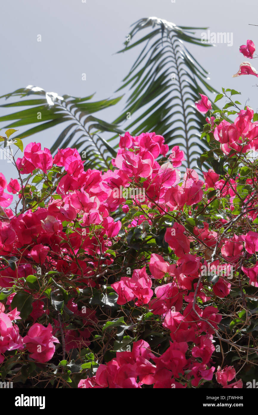 Fiori di bouganville in Santa Cruz de Tenerife, Isole Canarie, con un cielo blu come sfondo Foto Stock