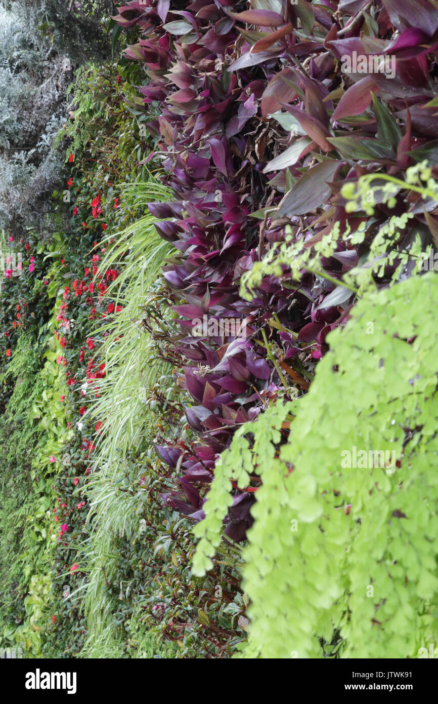 Una vista ravvicinata di differenti tipi di piante ornamentali, di foglie e di erba in posizione verticale Foto Stock