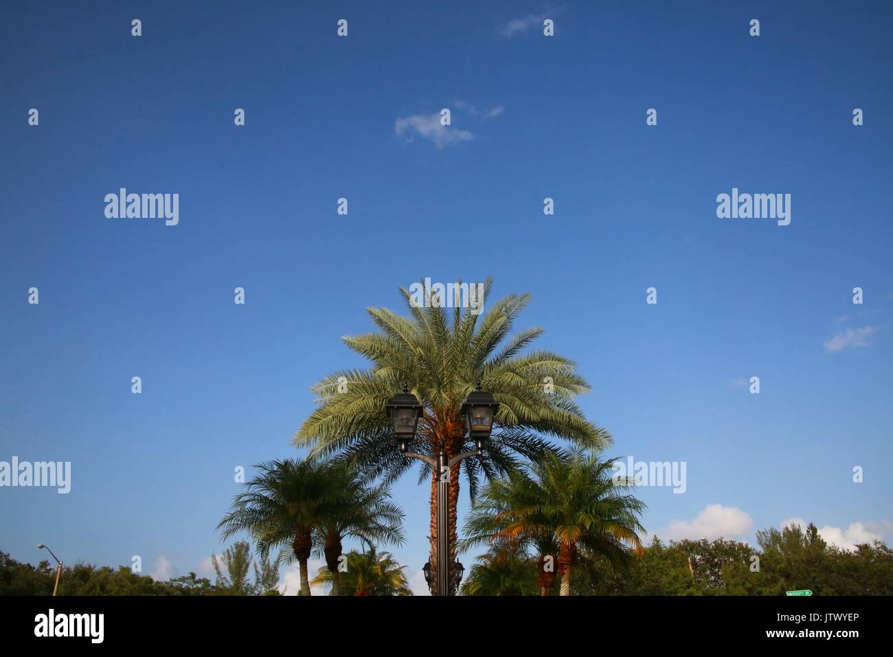 Le palme nel tardo pomeriggio sotto la luce del sole per la maggior parte di cielo blu chiaro con piccole Nubi sparse Foto Stock