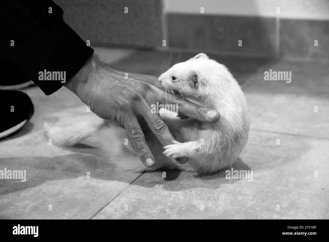 Albino ferret Foto Stock