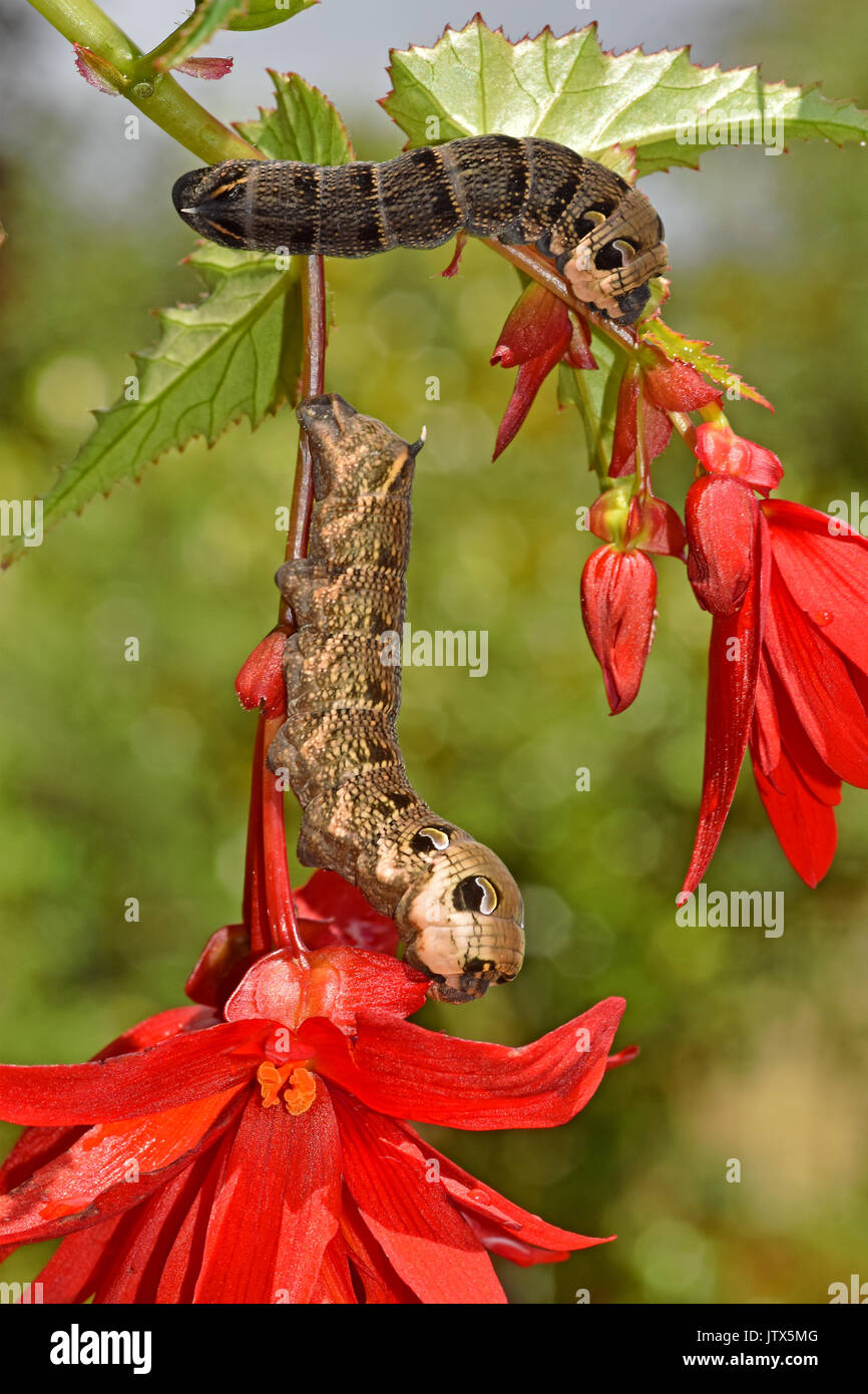 Elephant Hawk Moth Caterpillars (Deilephila Elpenor) che si nuce su una pianta di fucsia, mostrando gli occhi difensivi Foto Stock