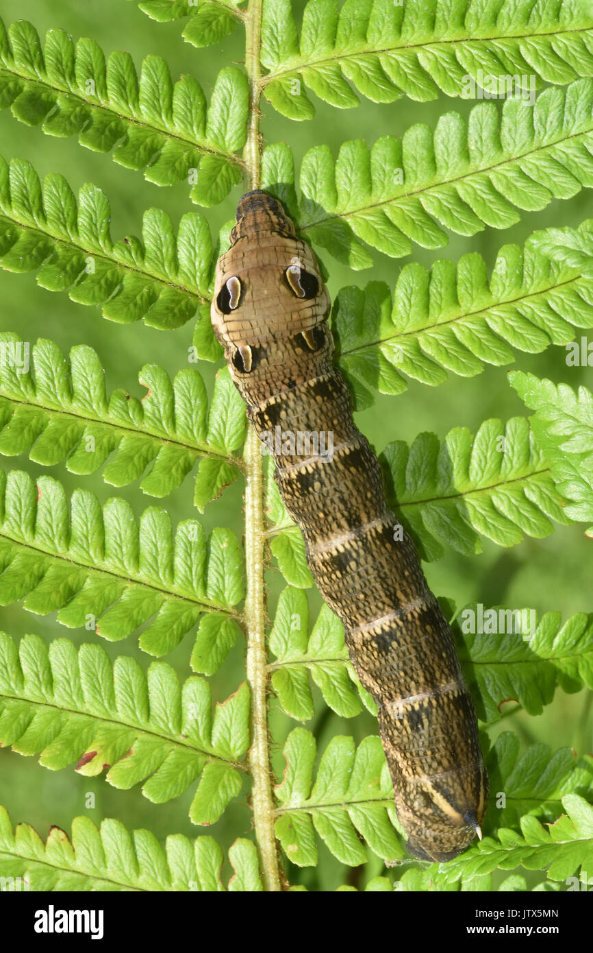 Elephant Hawk Moth Caterpillar (Deilephila Elpenor) che mostra gli occhi difensivi Foto Stock