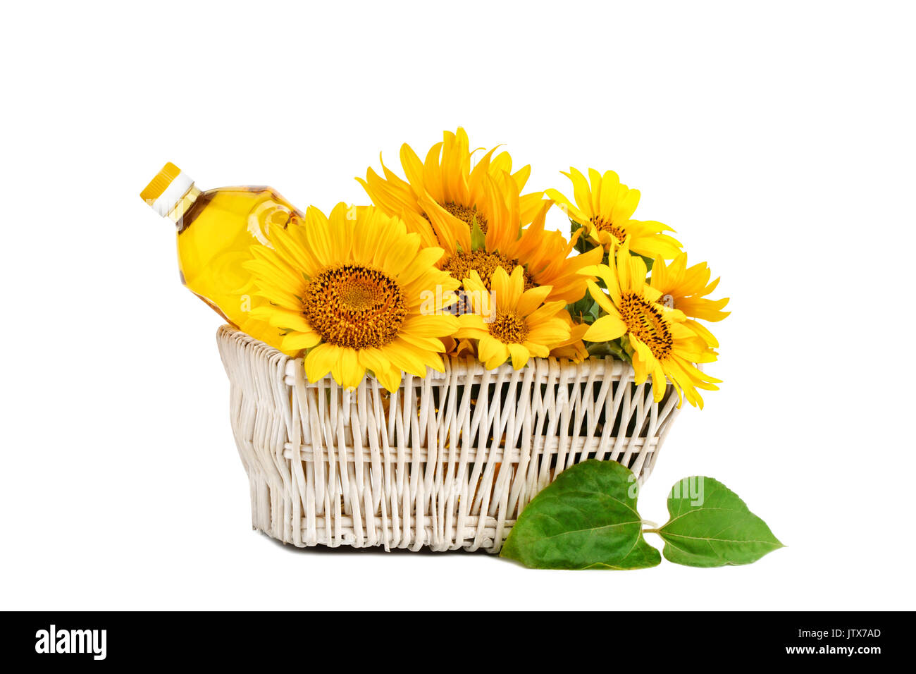 Bellissimi fiori di girasole e olio di semi di girasole in un rustico cesto su uno sfondo bianco. Un oggetto isolato. Foto Stock