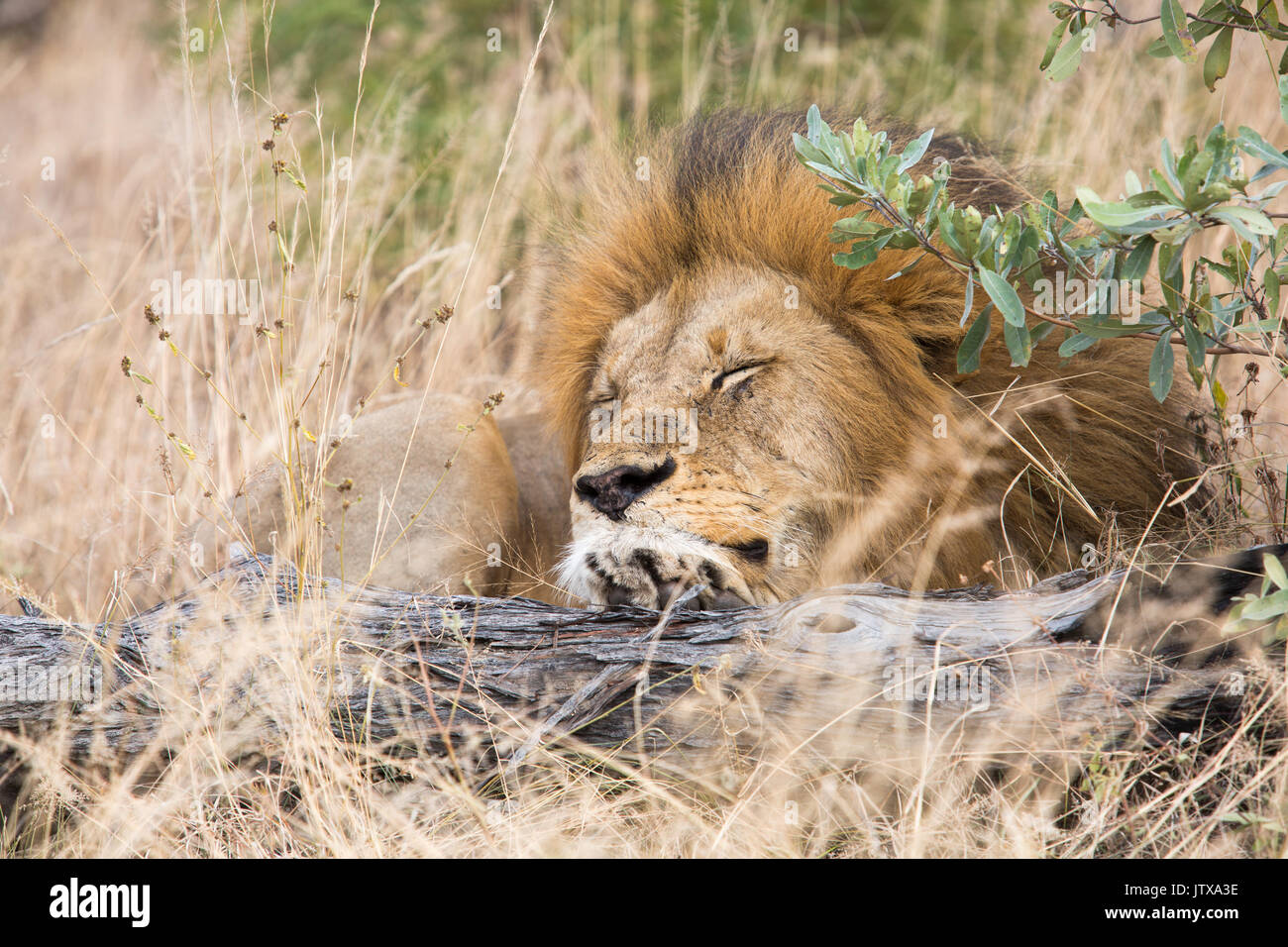 Ritratto di un maschio di leone (Panthera leo) in appoggio su di un registro Foto Stock