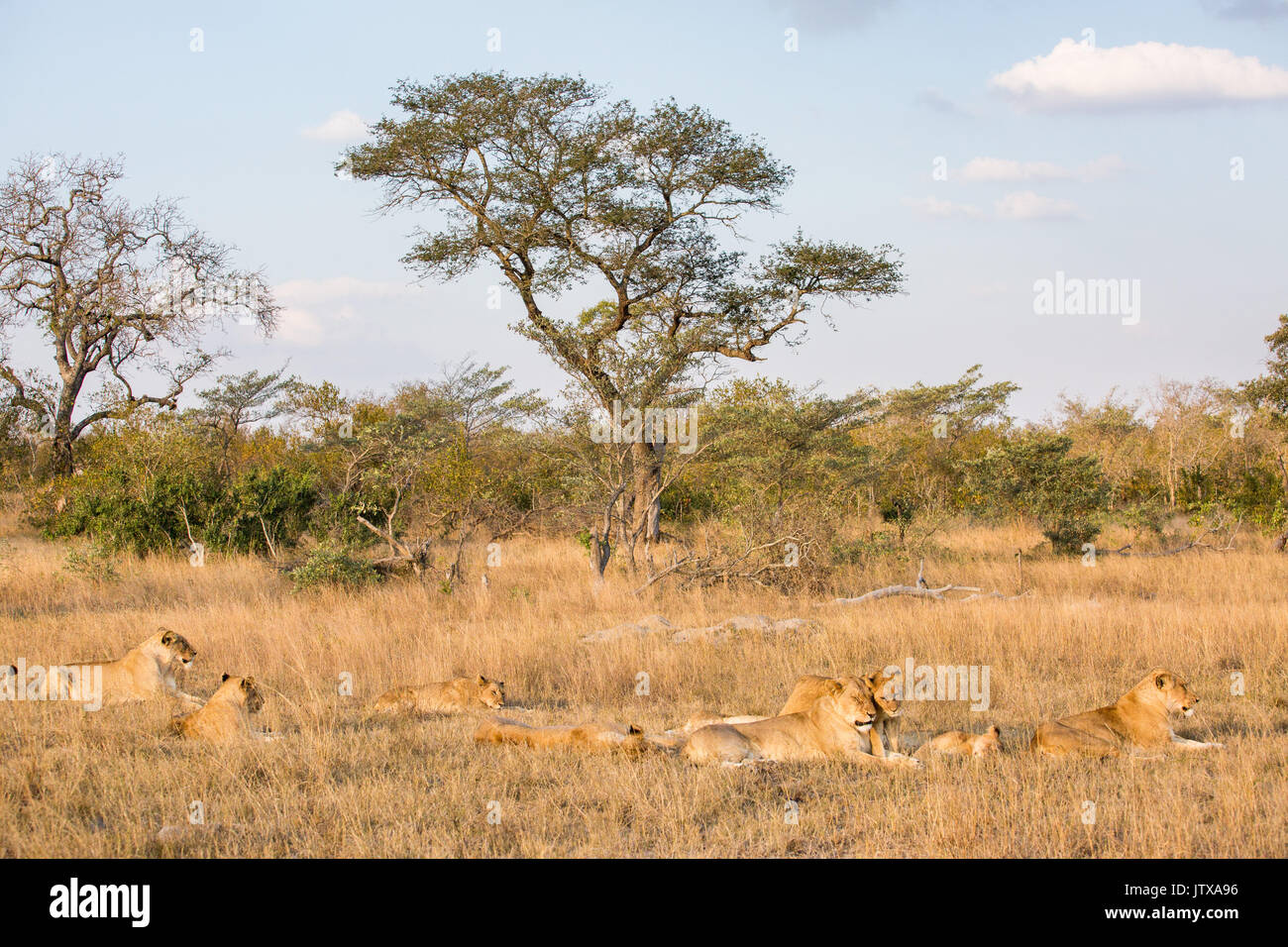 Orgoglio dei Leoni (Panthera leo) di appoggio nel tardo pomeriggio Foto Stock