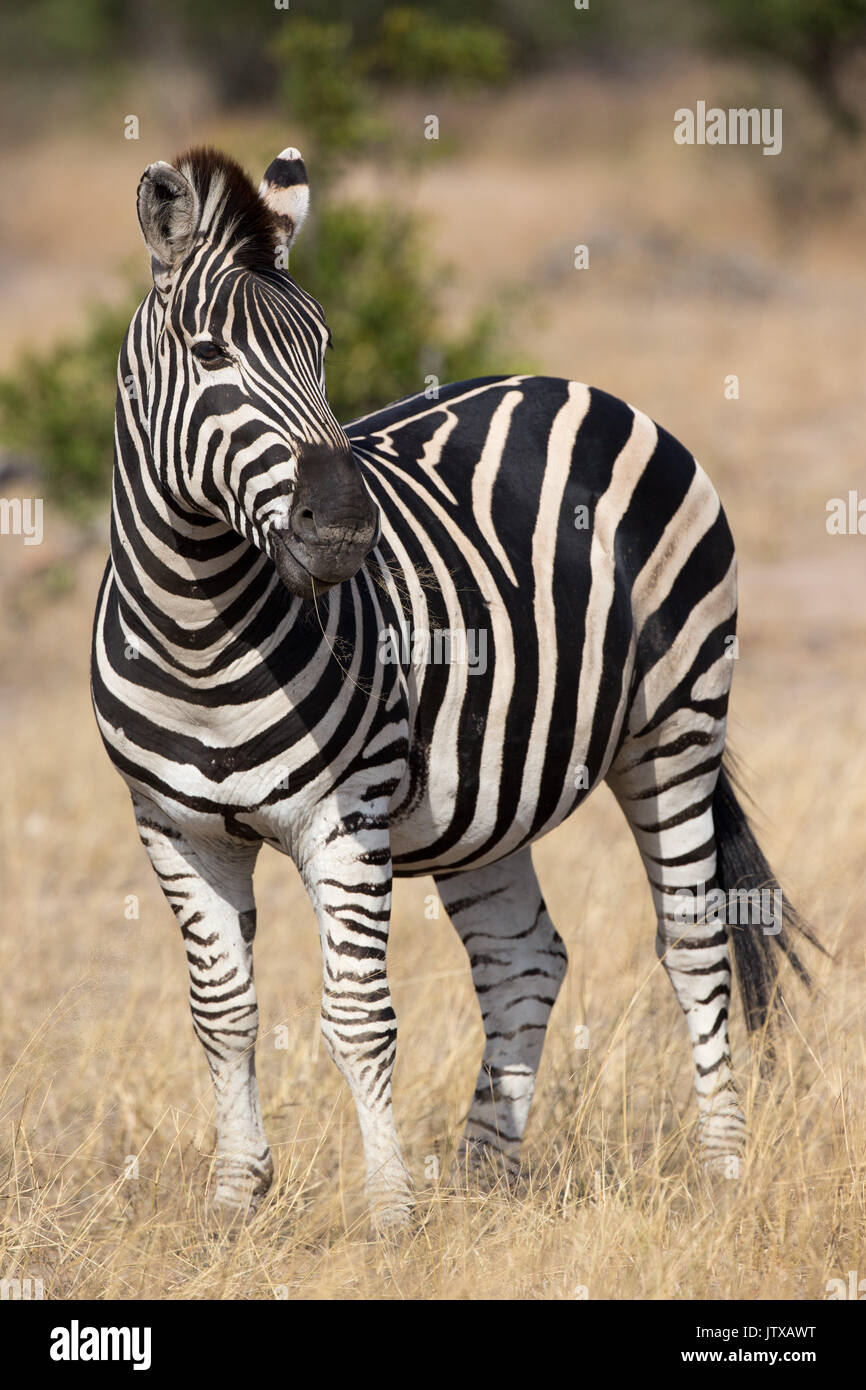 Classic Burchells zebra (Equus burchellii) in posa Foto Stock